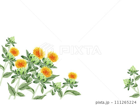 紅花 ベニバナ 背景 フレーム 水彩 イラスト 紅花 ベニバナ 背景 フレーム 水彩 イラスト 111265224