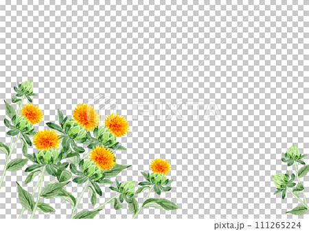 紅花 ベニバナ 背景 フレーム 水彩 イラスト 紅花 ベニバナ 背景 フレーム 水彩 イラスト 111265224