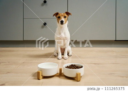 Dog sitting near bowls with dry food and water on the floor in kitchen, Hungry dog, Animal feeding and pet care 111265375
