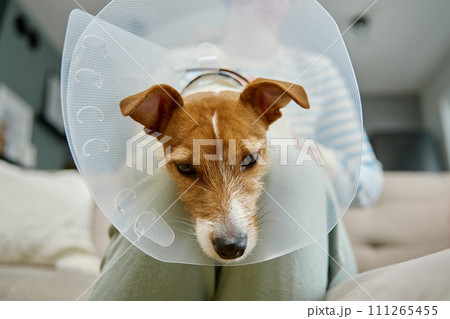 Woman strokes dog wearing medical plastic collar at home. Female owner care about cute dog in Elizabethan collar. Sad Jack Russell Terrier in pet cone in rehabilitation after medical treatment 111265455