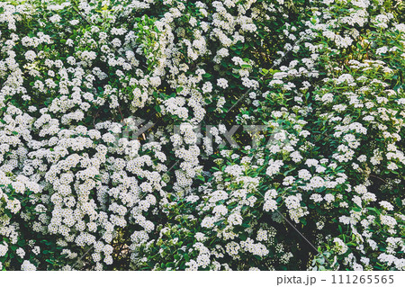 Delicate white summer spring shrub flowers carpet  111265565