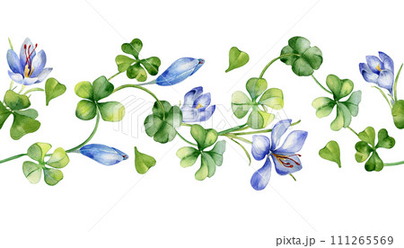 Seamless border with saffron and clover watercolor illustration isolated on white. Painted herbal plants and flowers. Hand drawn Irish symbol. Design element for St.Patricks day, Easter, package 111265569