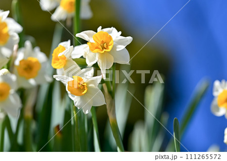 白い水仙 111265572