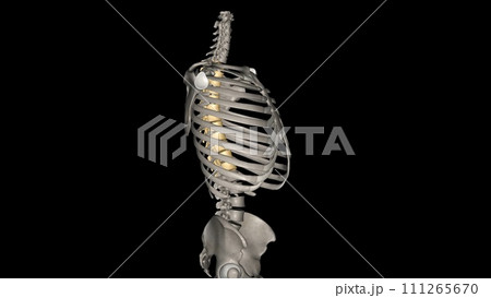 In vertebrates, thoracic vertebrae compose the middle segment of the vertebral column, In vertebrates, thoracic vertebrae compose the middle segment of the vertebral column, 111265670