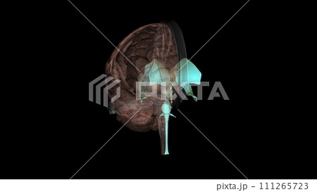 The ventricles are structures that produce cerebrospinal fluid, and transport it around the cranial cavity 111265723