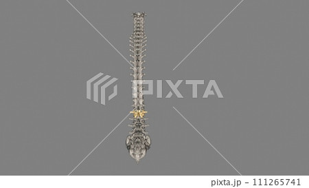 The L2 vertebra is located in the lower curvature of the spine, 111265741