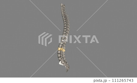 The L2 vertebra is located in the lower curvature of the spine, The L2 vertebra is located in the lower curvature of the spine, 111265743