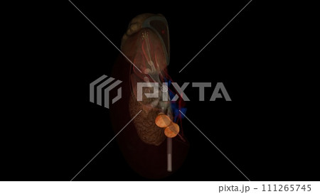 Renal pyramid, any of the triangular sections of tissue that constitute the medulla, or inner substance, of the kidney. Renal pyramid, any of the triangular sections of tissue that constitute the medulla, or inner substance, of the kidney. 111265745