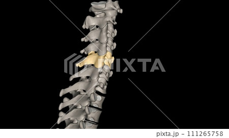 C5 provides sensation to the upper part of your upper arm down to your elbow 111265758