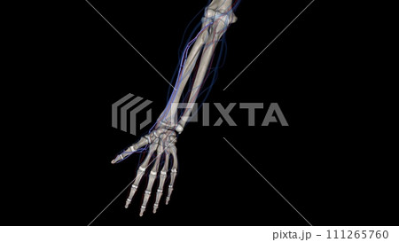 The radial veins originate in the dorsum of the hand from the lateral part of the deep palmar venous arch The radial veins originate in the dorsum of the hand from the lateral part of the deep palmar venous arch 111265760