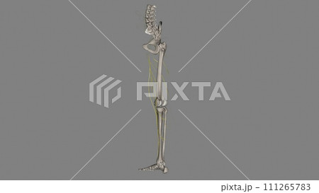 Lymphatic vessels of the Iower limb Lymphatic vessels of the Iower limb 111265783