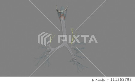 The apical segmental bronchus is the most superior bronchus of the posterior aspect of the bronchial tree 111265798