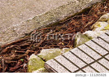 A bunch of tangled tree roots grows between a concrete curb and sidewalk surface on city street. Survival of nature in the city concept A bunch of tangled tree roots grows between a concrete curb and sidewalk surface on city street. Survival of nature in the city concept 111265826