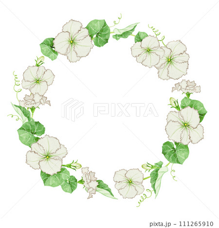 夕顔 フレーム 水彩 イラスト 夕顔 フレーム 水彩 イラスト 111265910