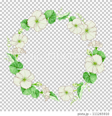 夕顔 フレーム 水彩 イラスト 夕顔 フレーム 水彩 イラスト 111265910