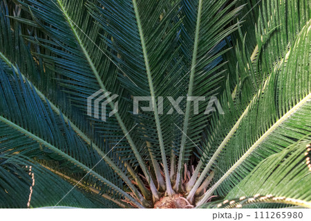 常緑植物ソテツ類ソテツ科ソテツの葉の造形【蘇鉄】 111265980