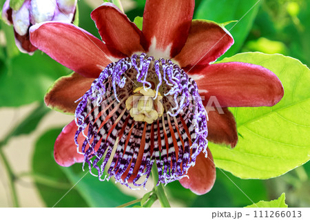 パッションフルーツとして知られるブラジルトウケイソウの花 111266013