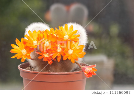 Cactus flower 111266095