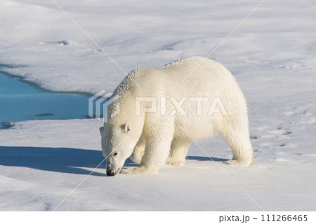 Polar bear on the pack ice 111266465