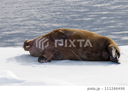 Walrus on ice Walrus on ice 111266498