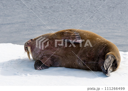 Walrus on ice Walrus on ice 111266499