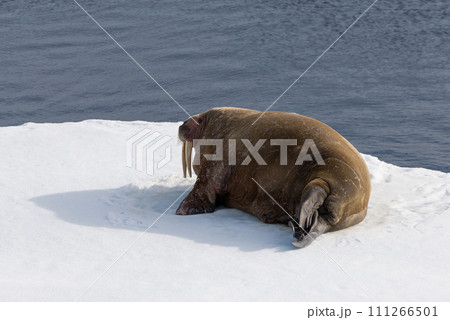 Walrus on ice 111266501