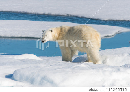 Polar bear on the pack ice Polar bear on the pack ice 111266516
