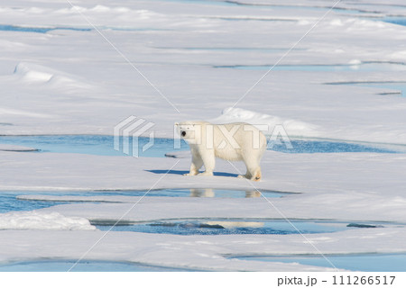 Polar bear on the pack ice 111266517