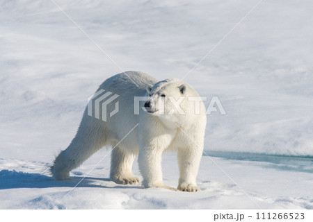 Polar bear on the pack ice Polar bear on the pack ice 111266523