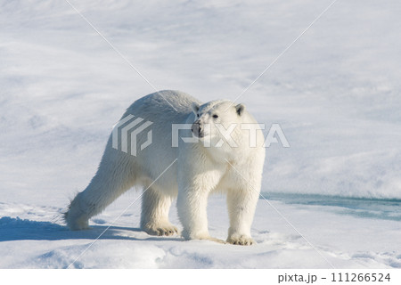 Polar bear on the pack ice Polar bear on the pack ice 111266524