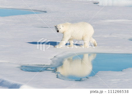 Polar bear on the pack ice 111266538