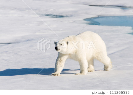 Polar bear on the pack ice 111266553