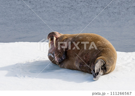 Walrus on ice 111266567