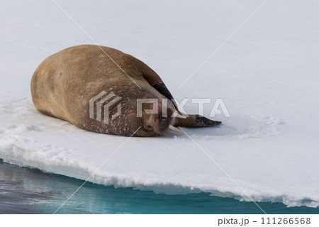 Walrus on ice 111266568