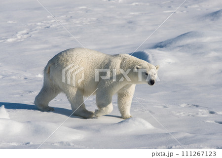 Polar bear on the pack ice Polar bear on the pack ice 111267123