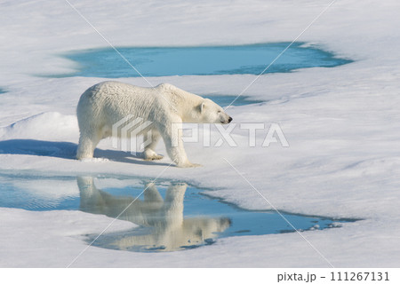 Polar bear on the pack ice Polar bear on the pack ice 111267131