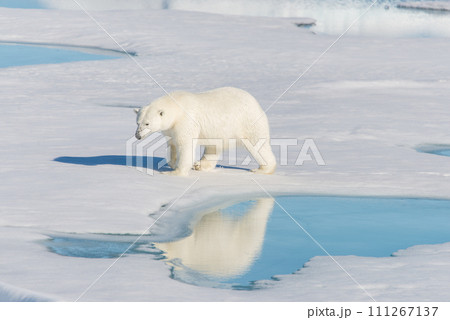 Polar bear on the pack ice Polar bear on the pack ice 111267137