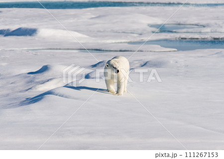 Polar bear on the pack ice Polar bear on the pack ice 111267153