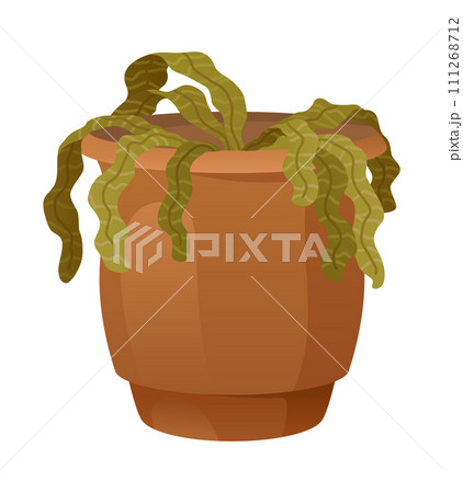 Withered wilted plant in pot. Foliage houseplant with dead dry leaves, sick ill leaf. Damaged dying spathiphyllum, faded flowers with disease. Flat vector illustration isolated on white background 111268712
