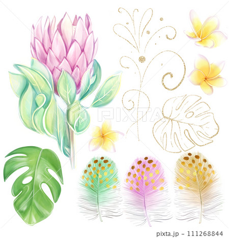Watercolor set of pink protea, tropical monstera leaves, frangipania flowers and colorful feathers. Ideal for creating bouquets and compositions, wedding design and decor Watercolor set of pink protea, tropical monstera leaves, frangipania flowers and colorful feathers. Ideal for creating bouquets and compositions, wedding design and decor 111268844
