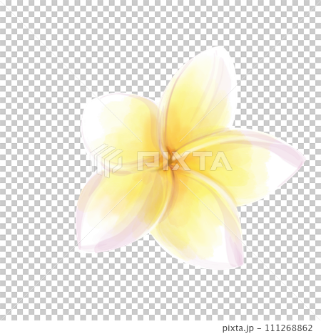 Watercolor illustration of plumeria on a white background. Tropical exotic frangipani flower Watercolor illustration of plumeria on a white background. Tropical exotic frangipani flower 111268862