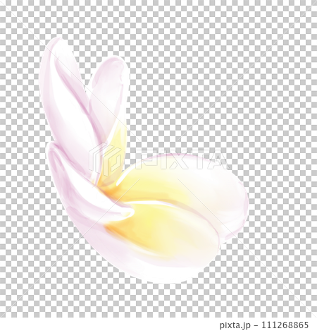 Hand drawn watercolor. Plumeria flower. frangipani flower. Illustration isolated on white background Hand drawn watercolor. Plumeria flower. frangipani flower. Illustration isolated on white background 111268865