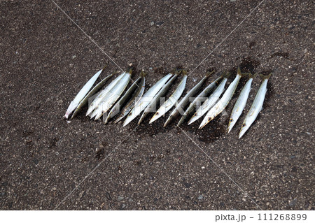 堤防ルアー釣り釣果カンパチ 111268899