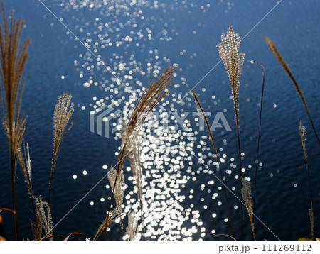 光る湖面と風に揺れるススキ 111269112