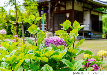 【奈良県】生駒市 長弓寺 (2023/06/22撮影) 111269352