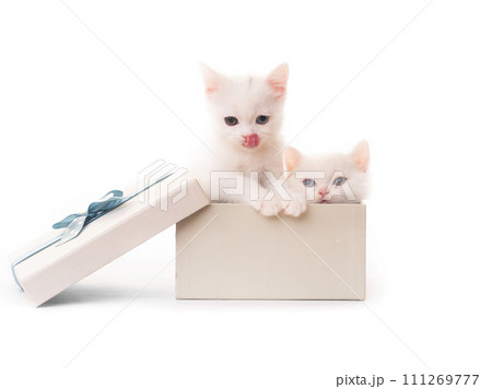 White kittens in gift box isolated White kittens in gift box isolated 111269777