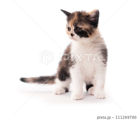 Little cute kitten isolated 111269780