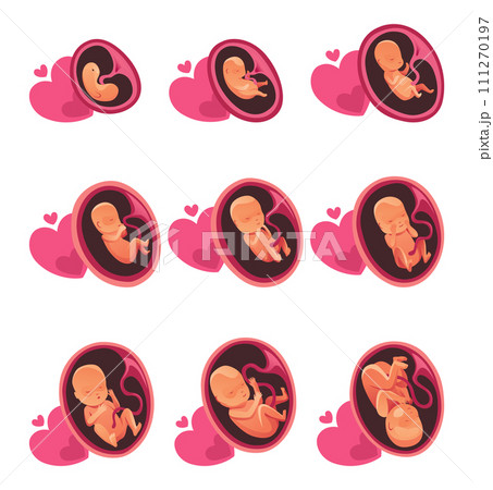 Embryo month stage growth, fetal development vector flat infographic icons. Medical illustration of foetus cycle 111270197