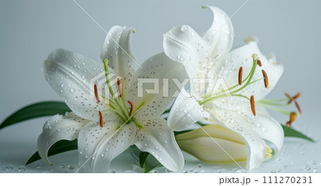 fresh white lilies on a white background 111270231