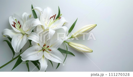 fresh white lilies on a white background 111270328
